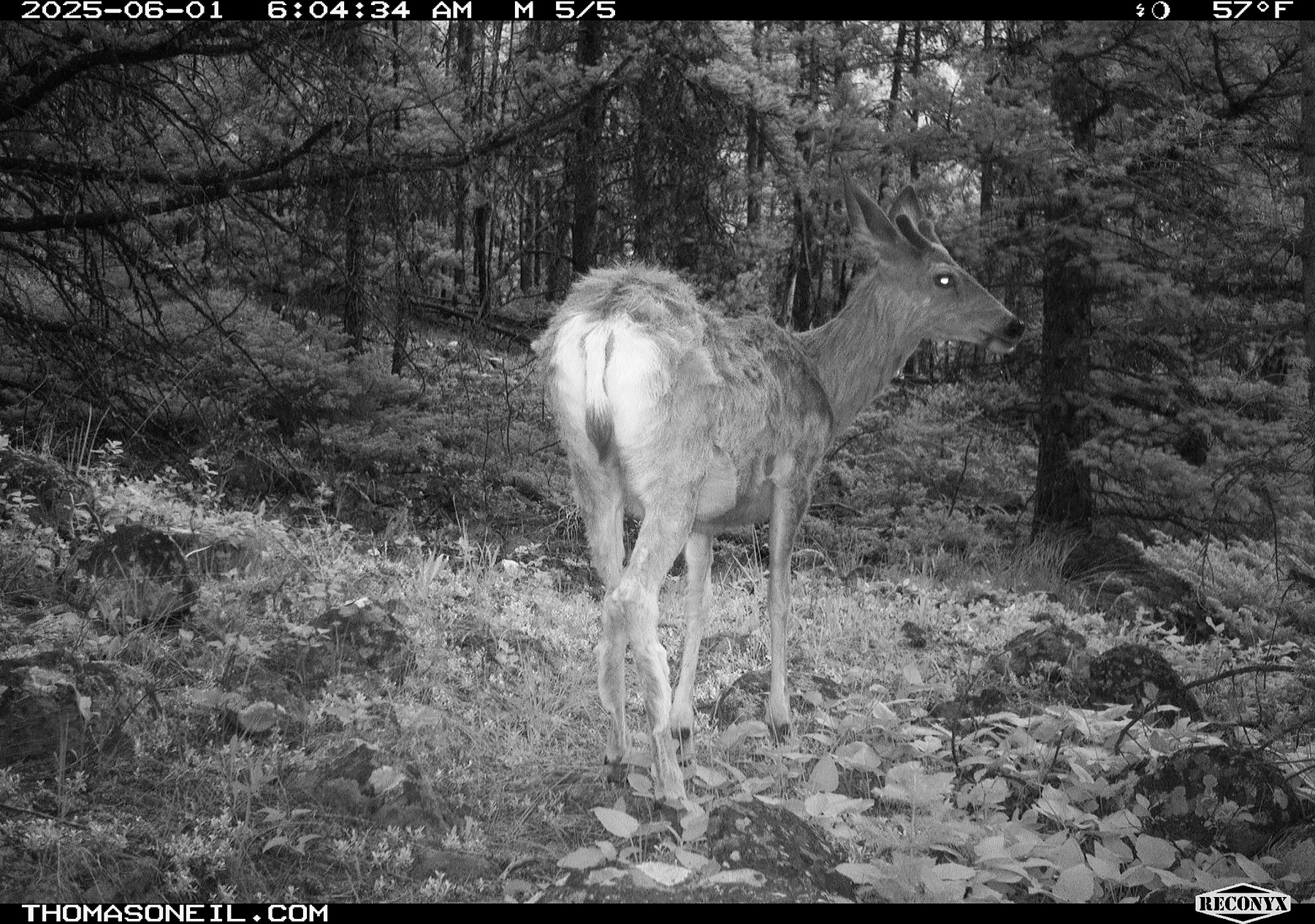 Deer in Custer Gallatin National Forest south of Red Lodge.  Click for next photo.