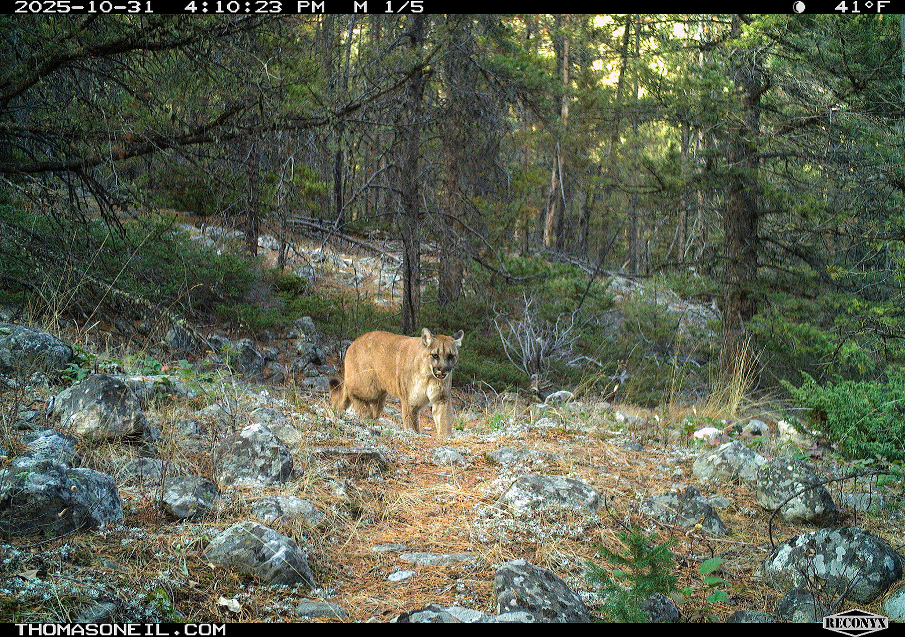 Mountain lion in Custer Gallatin National Forest south of Red Lodge, MT.  Click for next photo.