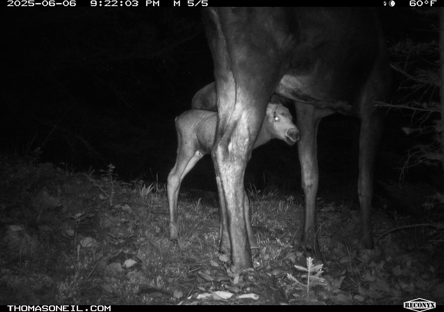 Moose pair in Custer Gallatin National Forest south of Red Lodge.  Click for next photo.