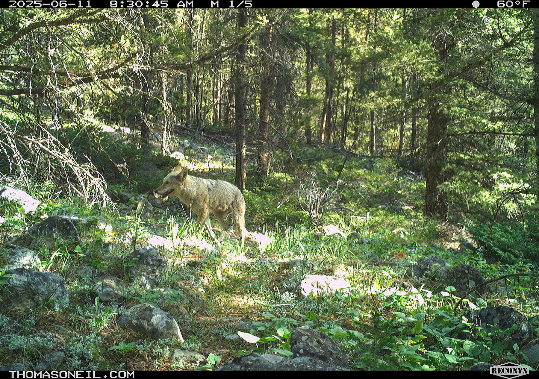 Coyote in Custer National Forest near Red Lodge, MT.  Click for next photo.