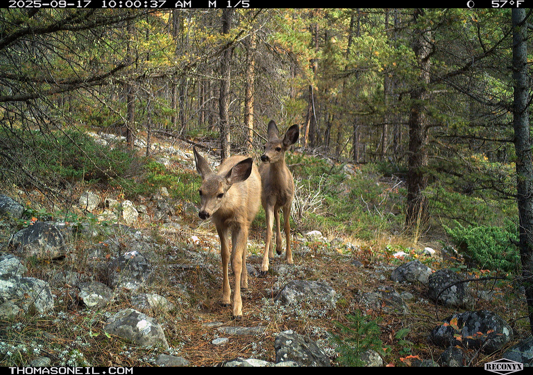 Young deer on trailcam, Custer Gallatin National Forest near Red Lodge, MT.  Click for next photo.