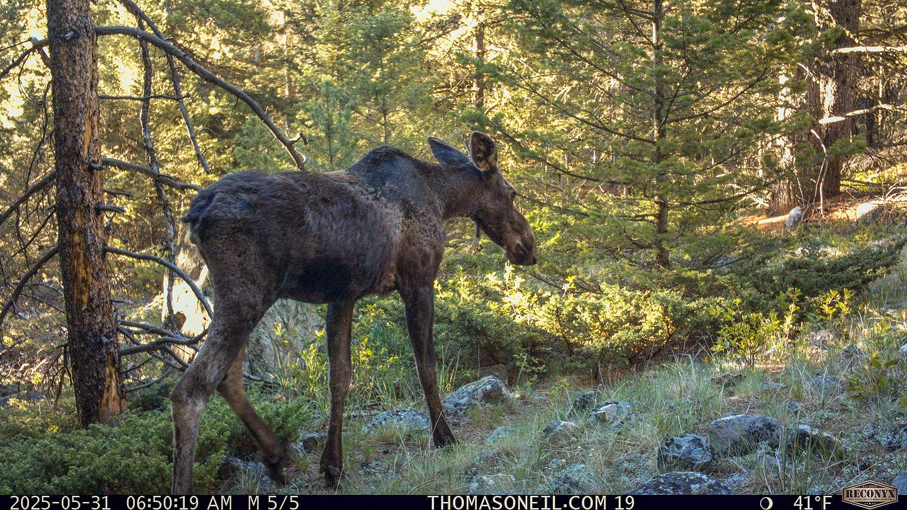 Moose in Custer Gallatin National Forest south of Red Lodge.  Click for next photo.