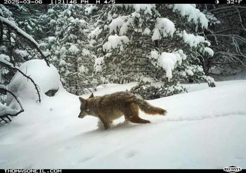 Coyote trudges through snow, Custer National Forest near Red Lodge, MT.