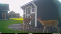 Deer in the back yard.