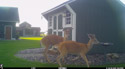 Deer in the back yard.