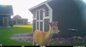Deer in the back yard.