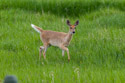 Deer in the back yard.