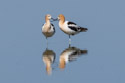 American Avocets, Bowdoin NWR, Montana.