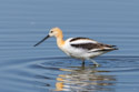American Avocet, Bowdoin NWR, Montana.