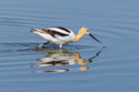 American Avocet, Bowdoin NWR, Montana.