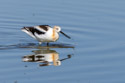 American Avocet, Bowdoin NWR, Montana.