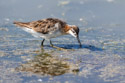 Wilson�s Phalarope, Bowdoin NWR, Montana.