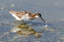 Wilson�s Phalarope, Bowdoin NWR, Montana.