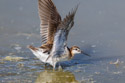 Wilson�s Phalarope, Bowdoin NWR, Montana.
