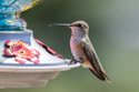 Hummingbird in Red Lodge.