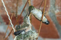 Hummingbird feeds hatchlings in Red Lodge.