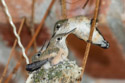 Hummingbird feeds hatchlings in Red Lodge.