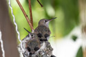 Hummingbird hatchlings in Red Lodge.