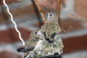 Hummingbird hatchlings in Red Lodge.