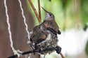 Hummingbird hatchlings in Red Lodge.