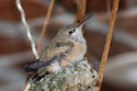 Hummingbird hatchling in Red Lodge.