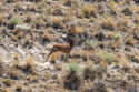 Fawn in town.