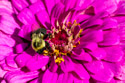 Bee on a flower, Michigan.