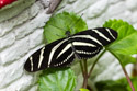 Michigan butterly.