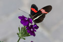 Michigan butterly.