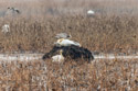 Swans camping out on a muskrat hut, Loess Bluffs NWR.