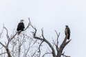 Bald Eagles, Loess Bluffs NWR.