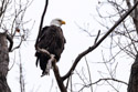 Bald Eagle, Loess Bluffs NWR.