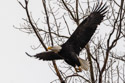 Bald eagle, Loess Bluffs NWR.