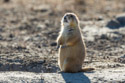 Prairie Dog, Badlands National Park.