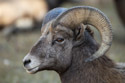 Bighorn sheep, State Game Lodge, Custer State Park.