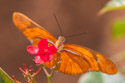 Butterfly, Historic Spanish Point, Florida.