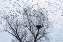 Blackbirds swarming at dusk near a bald eagle�s nest, Loess Bluffs NWR.