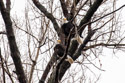 Bald eagles, Loess Bluffs NWR.