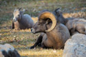 Bighorn sheep, State Game Lodge, Custer State Park.