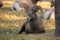 Bighorn sheep, State Game Lodge, Custer State Park.