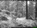 Deer in Custer Gallatin National Forest south of Red Lodge.