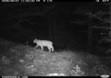 Bobcat in Custer National Forest near Red Lodge, MT.