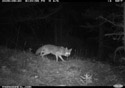 Coyote skulking, Custer Gallatin National Forest.
