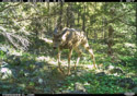 Deer in Custer Gallatin National Forest south of Red Lodge.