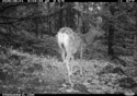 Deer in Custer Gallatin National Forest south of Red Lodge.