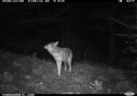 Coyote sniffing, Custer Gallatin National Forest.