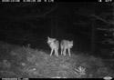 Two coyotes, Custer Gallatin National Forest.