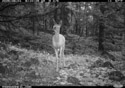 Deer in Custer Gallatin National Forest south of Red Lodge.