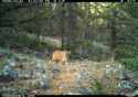 Mountain lion in Custer Gallatin National Forest south of Red Lodge, MT.