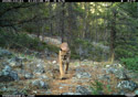 Mountain lion in Custer Gallatin National Forest south of Red Lodge, MT.